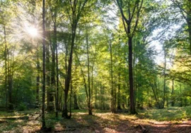Photographie d'une forêt