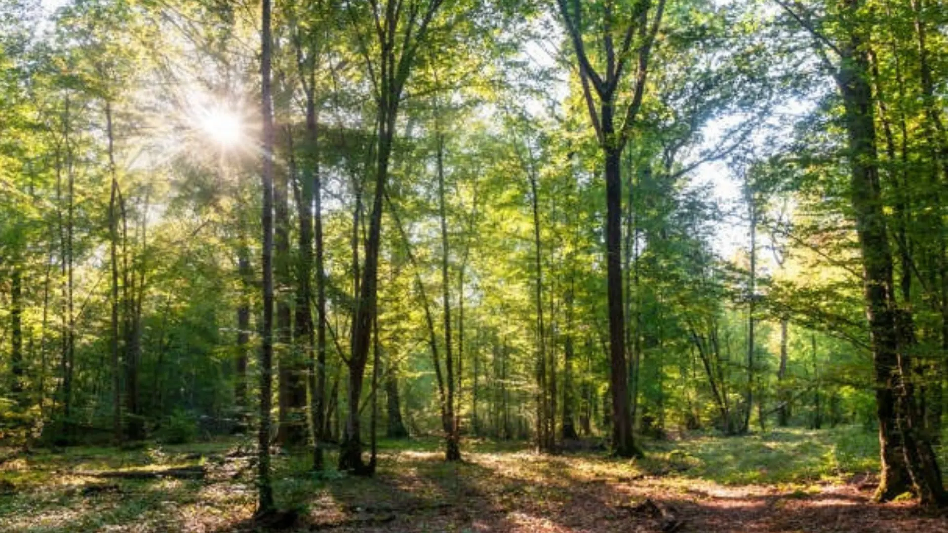 Photographie d'une forêt