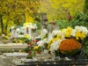 Chrysanthèmes dans un cimetière