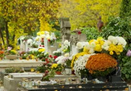 Chrysanthèmes dans un cimetière