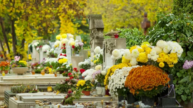 Chrysanthèmes dans un cimetière