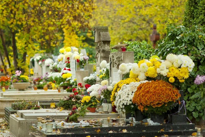 Chrysanthèmes dans un cimetière