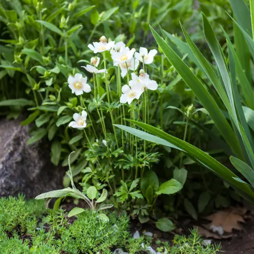 sepulture-vegetalisee-anemone-sylvestre