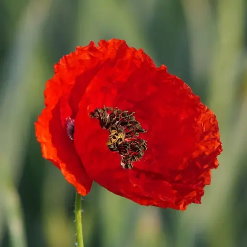 sepulture-vegetalisee-coquelicot