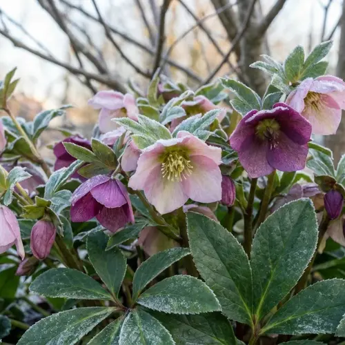 tombe-paysagere-hellebore